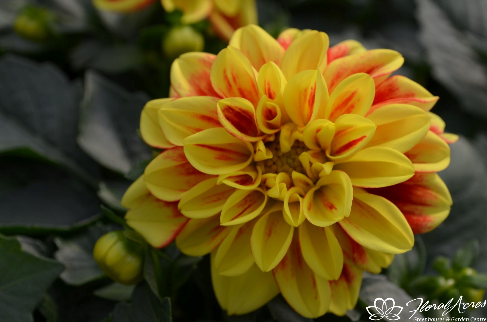 Dahlias For Sale California